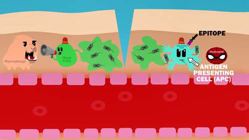 细菌感染的免疫反应