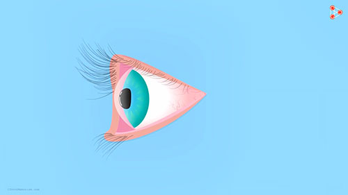 眼睛结构介绍