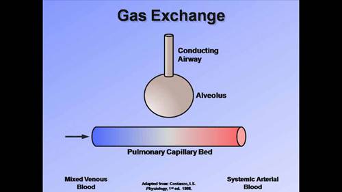 机械通气讲座 04 气体交换