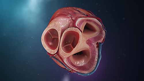 人类心脏解剖医学动画