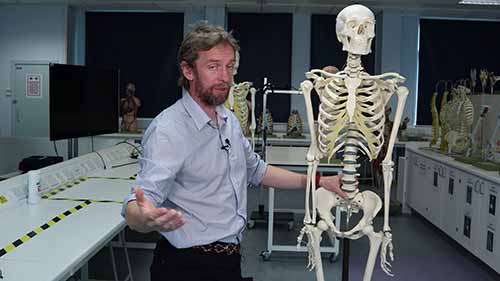 骨骼解剖学介绍