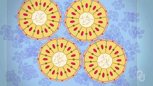 男性生殖系统的功能解剖学