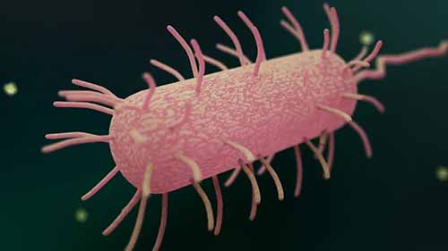 人体消化系统的工作原理