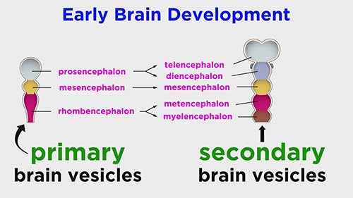 解剖学和生理学：中枢神经系统