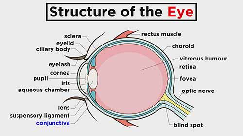 解剖学和生理学：周围神经系统