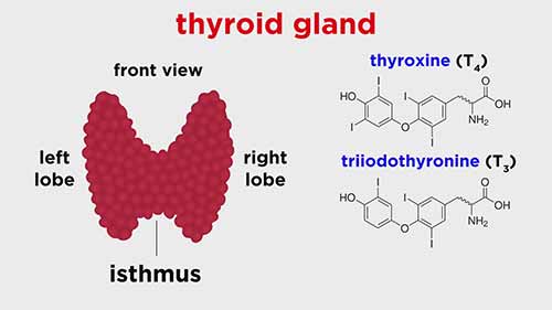 解剖学和生理学：内分泌系统