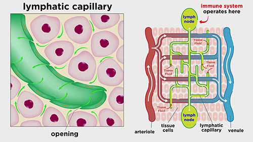 解剖学和生理学：淋巴系统