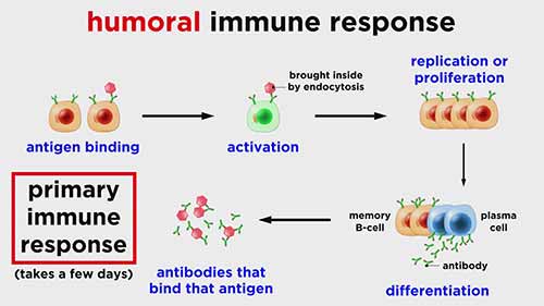解剖学和生理学：免疫系统