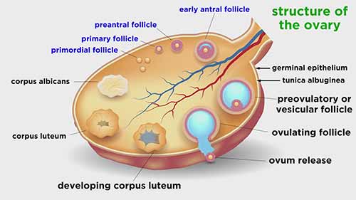 解剖学和生理学：人类生殖系统