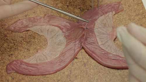 模拟小肠侧-侧吻合术