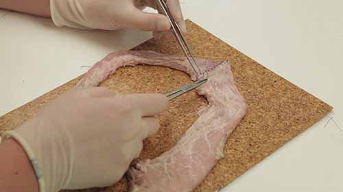 模拟小肠对端吻合术