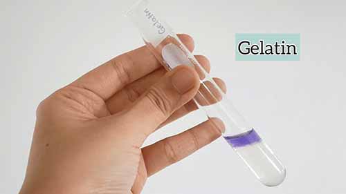 蛋白质定性检测