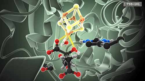 酶是如何工作的