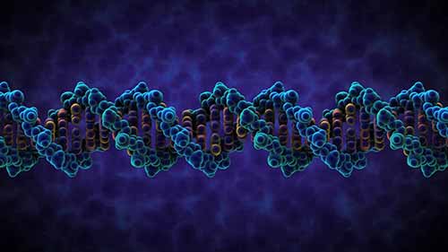 3D演示——DNA的结构