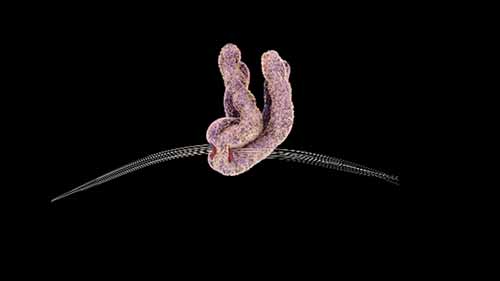 身体的分子机器