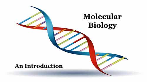 分子生物学概述
