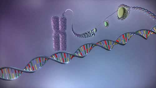 3D演示——从DNA到蛋白质