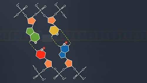 DNA印迹法——动画视频