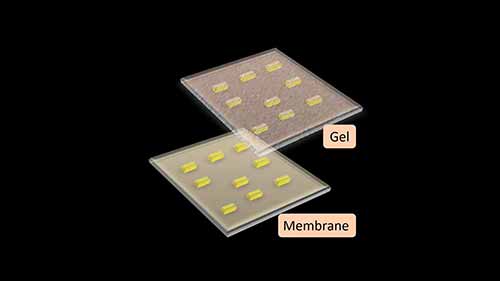 DNA印迹杂交原理