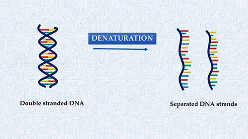 核酸杂交与探针