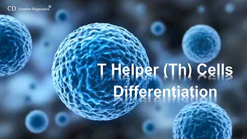 CD4T细胞细胞分化