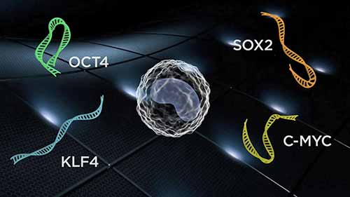 干细胞翻译实验室