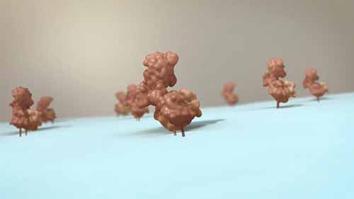 胸腺中T细胞的发育