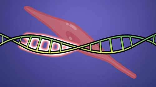 细胞是如何特化的