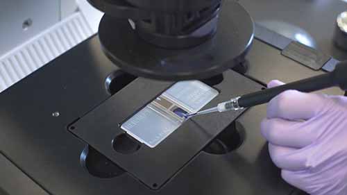 细胞培养基础——细胞传代