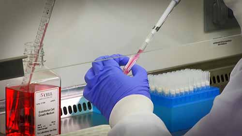 原代细胞培养指导