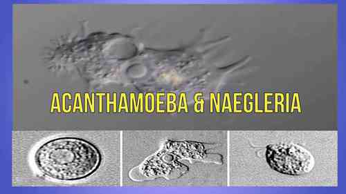 棘阿米巴属和耐格里属