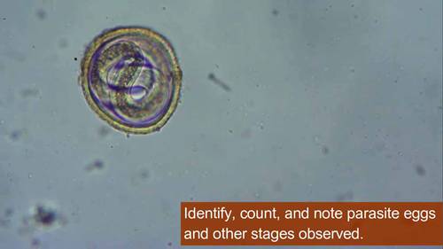蔗糖溶液漂浮法