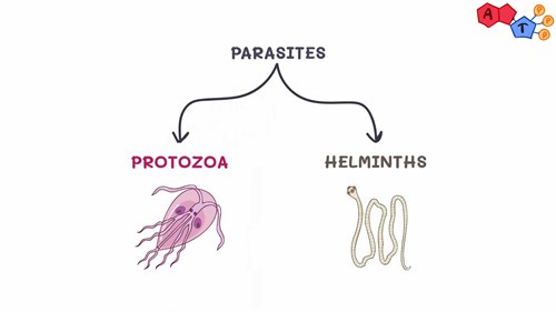 医学蠕虫——绦虫和吸虫
