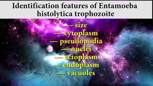 溶组织内阿米巴滋养体