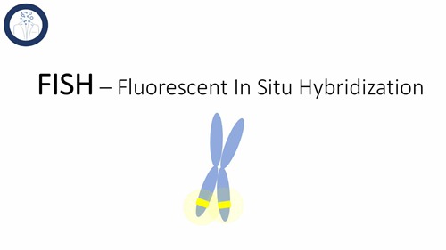 荧光原位杂交技术