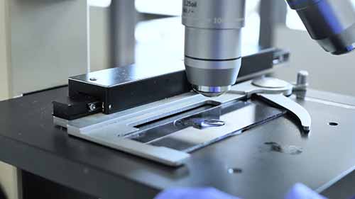 如何使用复合光学显微镜