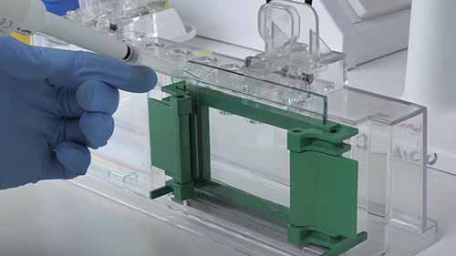 SDSPAGE蛋白分析1倒入凝胶