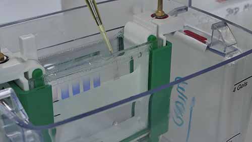 SDSPAGE蛋白分析3凝胶电泳