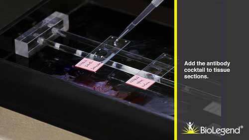 组织免疫荧光染色