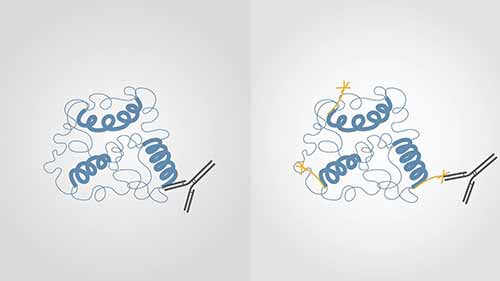 磷酸化免疫荧光检测的要点和技巧