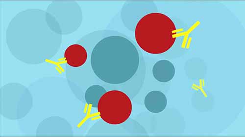 IFA检测1检测抗核抗体的方法