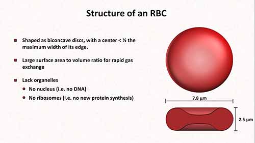 红细胞生理机能