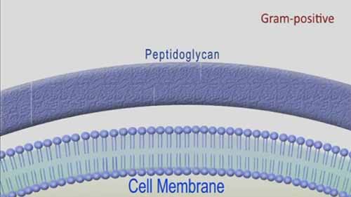 青霉素的作用机制