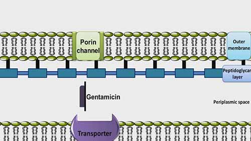 庆大霉素的作用机制