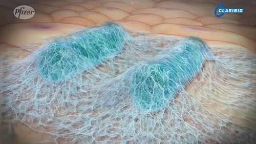 克拉霉素的作用机制