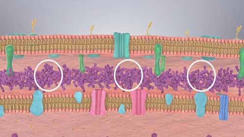 注射用磷霉素钠的作用机制