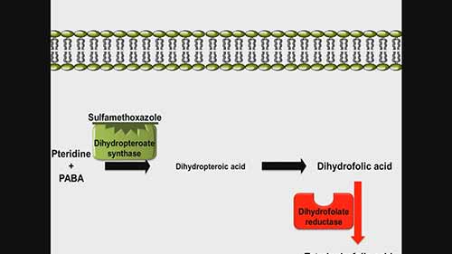 复方磺胺甲恶唑