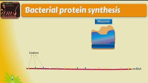 链霉素的作用机制