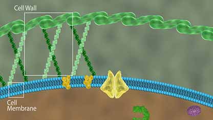 抗真菌药的作用机制