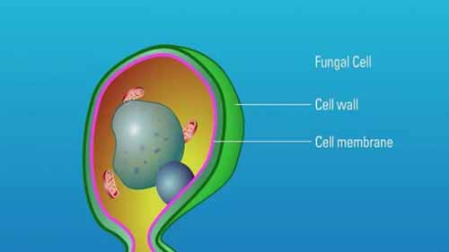 两性霉素的作用